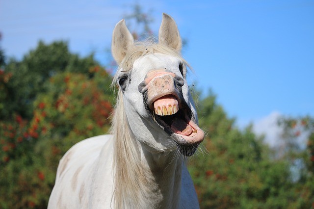 あくびをするアホ面の馬
